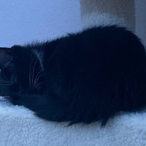 Meet your Posher, Dobby